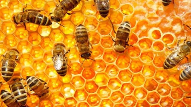 Nuevos datos sorprendentes sobre la miel y su gran poder antioxidante