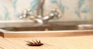 Aquí hay 4 maneras de mantener a los insectos fuera de su cocina