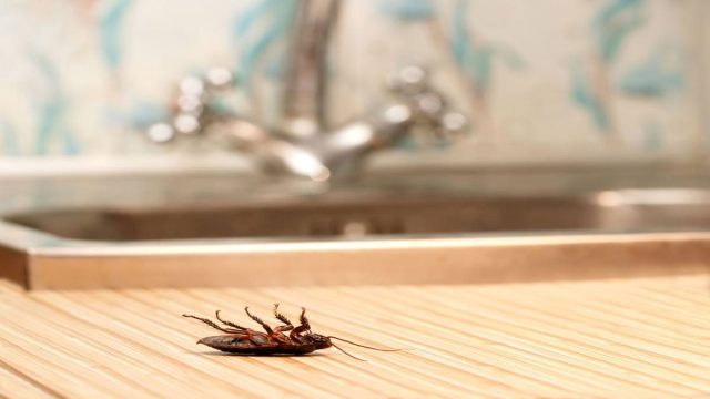Aquí hay 4 maneras de mantener a los insectos fuera de su cocina