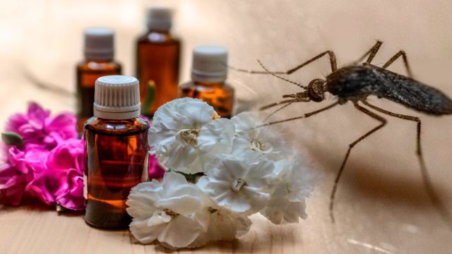 Cómo hacer un repelente natural para mantener a los mosquitos y moscas fuera de tu casa