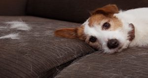 Cómo quitar el pelo de gato y perro del sofá fácilmente: Consejos para mantener tu sofá reluciente