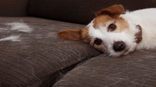 Cómo quitar el pelo de gato y perro del sofá fácilmente: Consejos para mantener tu sofá reluciente