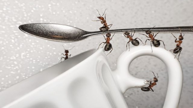 Hormigas: Cómo deshacerse de ellas para siempre