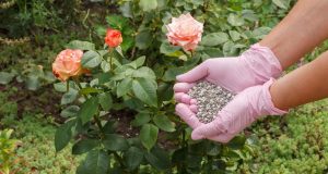 Aprende los secretos de cuidado y cultivo para lograr rosas exuberantes en tu balcón.