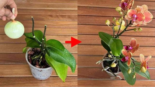 Asombroso secreto! Tus orquídeas florecerán sin parar con este truco infalible.