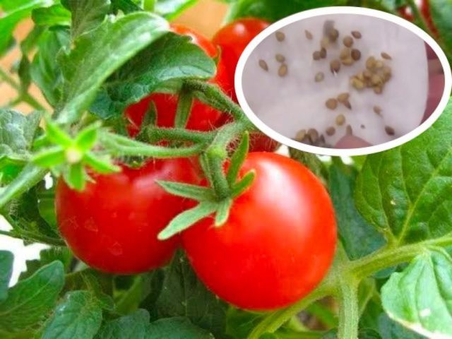 Secretos revelados - Cómo plantar semillas de tomate en casa y triunfar