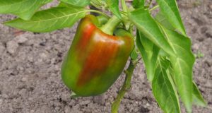 Aprende a obtener una cosecha rica: Cultiva pimientos en macetas