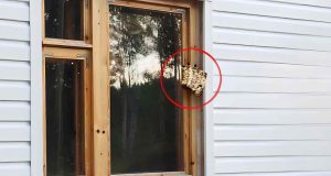 Avispas albañiles en marcos de ventanas: peligro oculto en tu hogar?