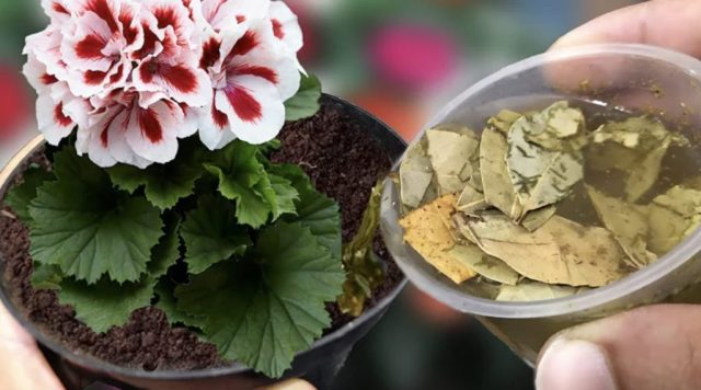 Quieres plantas saludables? Aprende a hacer 'té de compost' en casa. Entérate!