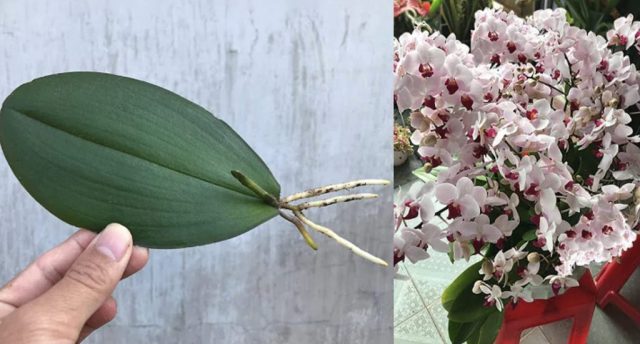 Aprende a rescatar tus orquídeas con cal y canela
