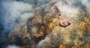 Horóscopo Celta: Descubre si tienes las cualidades de un Lobo intrépido